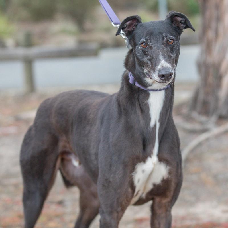 Germany, adopted, Adult Male Greyhound.