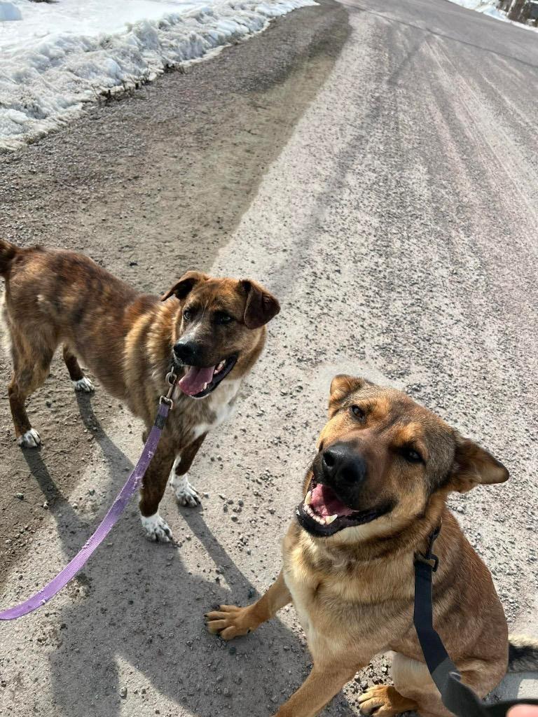 Brody, a Adoptable mixed breed in Yellowknife, NT image 4/5