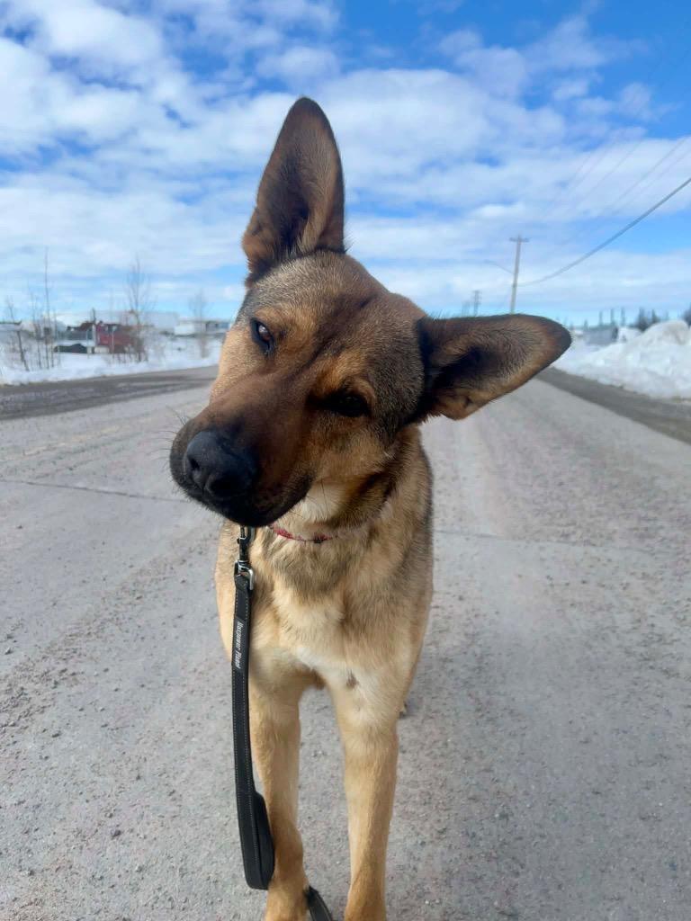 Brody, a Adoptable mixed breed in Yellowknife, NT image 3/5