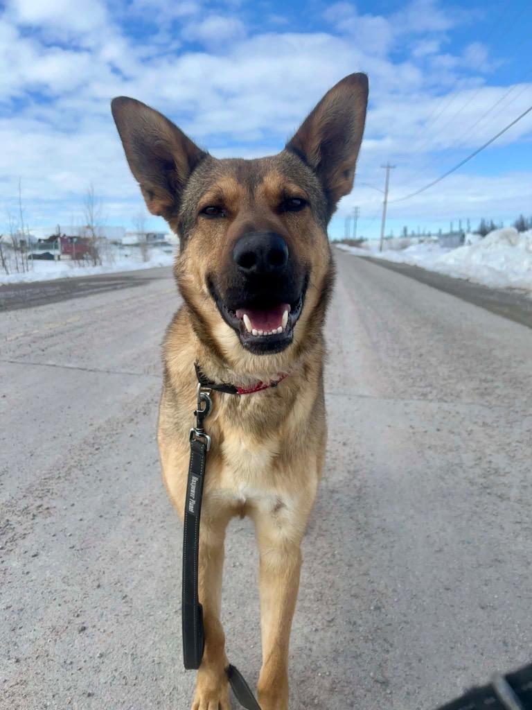 Brody, a Adoptable mixed breed in Yellowknife, NT image 1/5