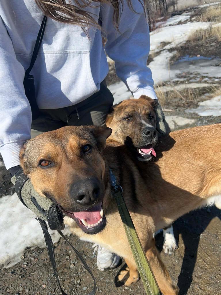 Brody, a Adoptable mixed breed in Yellowknife, NT image 5/5