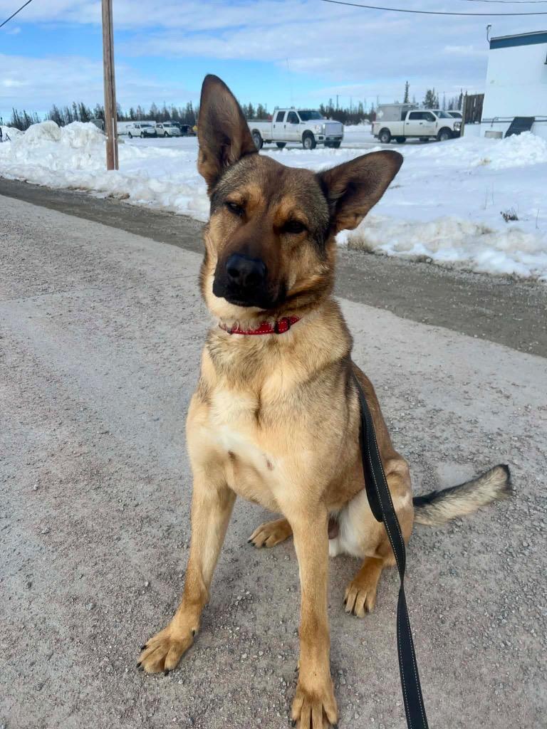 Brody, a Adoptable mixed breed in Yellowknife, NT image 2/5
