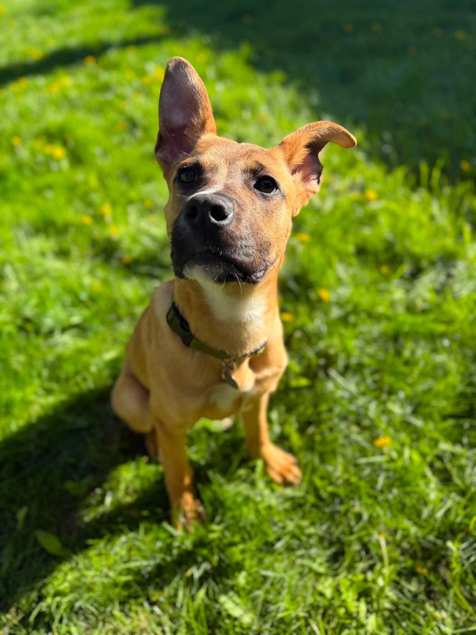 Curry, ADOPTABLE, Young Male Mixed Breed.