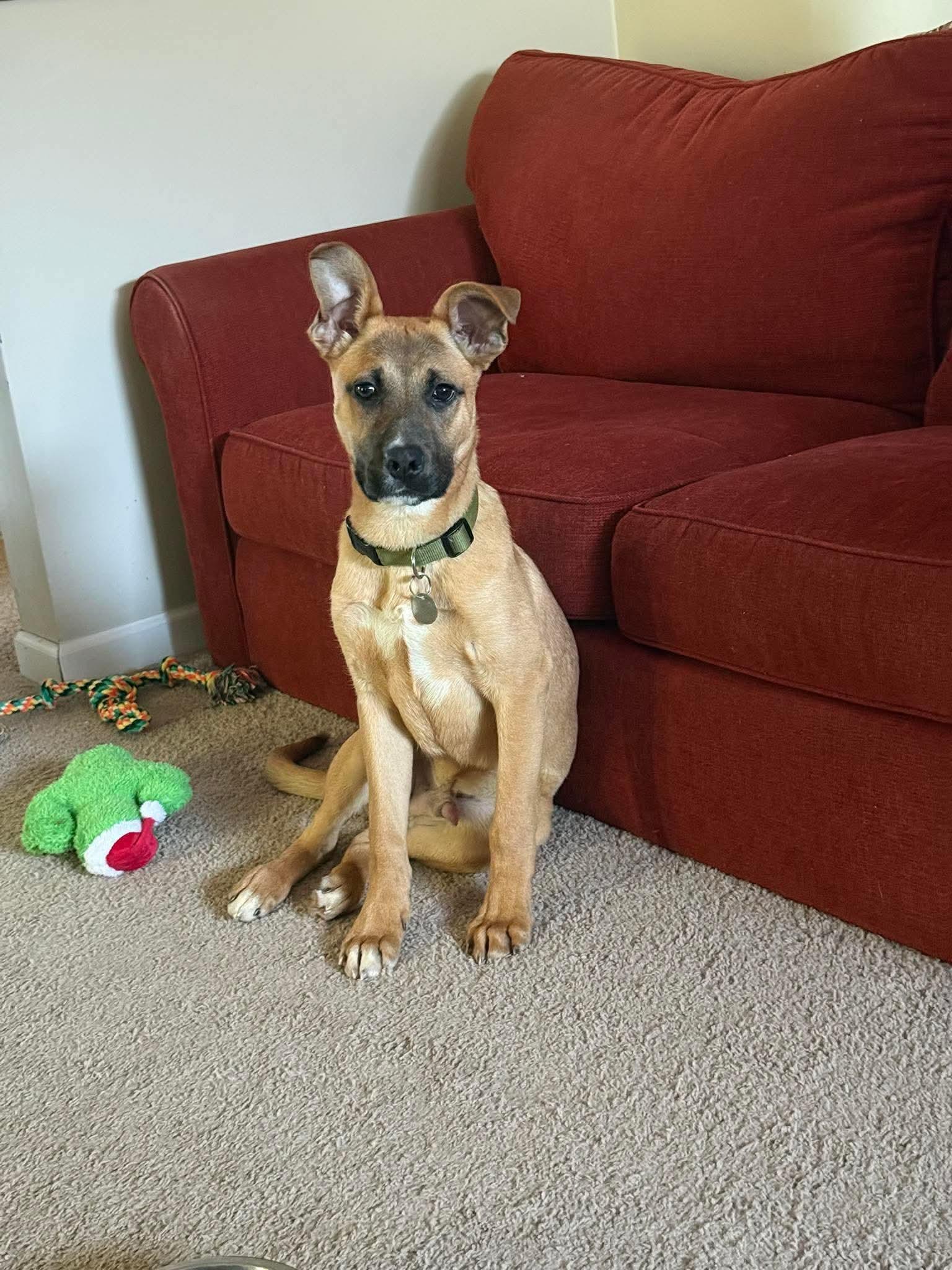 Curry, a ADOPTABLE Mixed Breed in De Pere, WI image 3/3