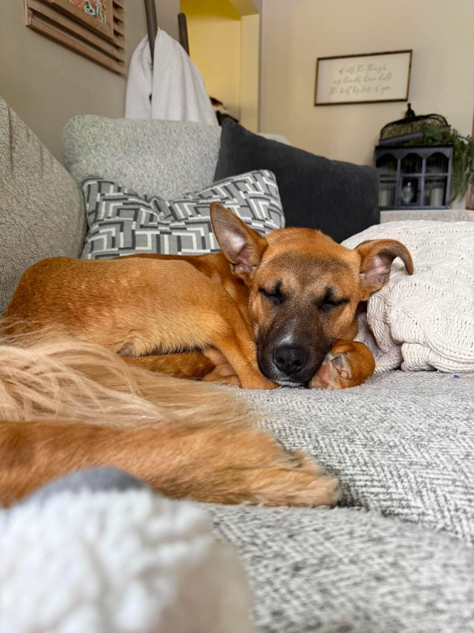 Curry, a ADOPTABLE Mixed Breed in De Pere, WI image 2/3