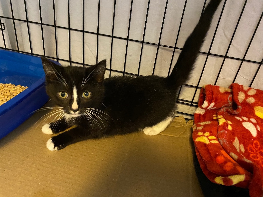 Enlarge Pepe, a Adopted Domestic Medium Hair in Seaford, NY image 1/3