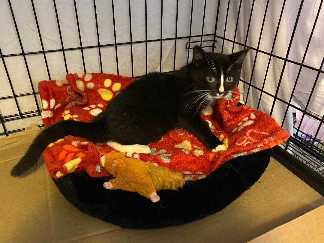 Enlarge Pepe, a Adopted Domestic Medium Hair in Seaford, NY image 2/3