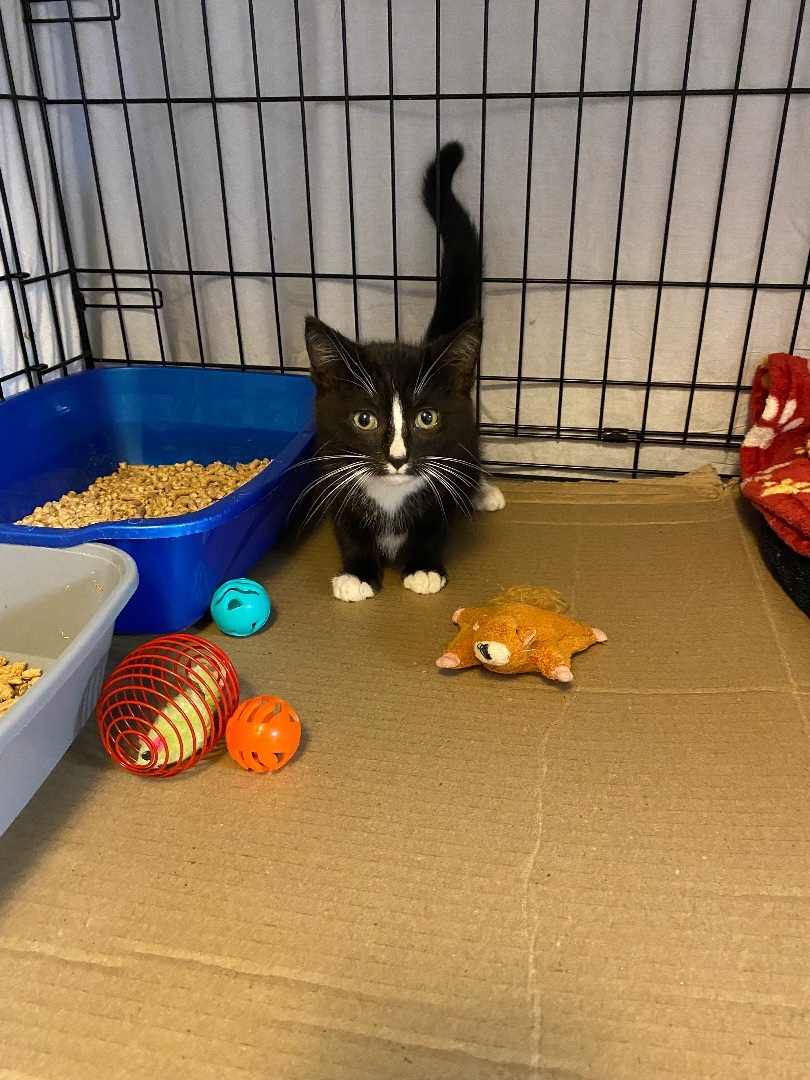 Enlarge Pepe, a Adopted Domestic Medium Hair in Seaford, NY image 3/3