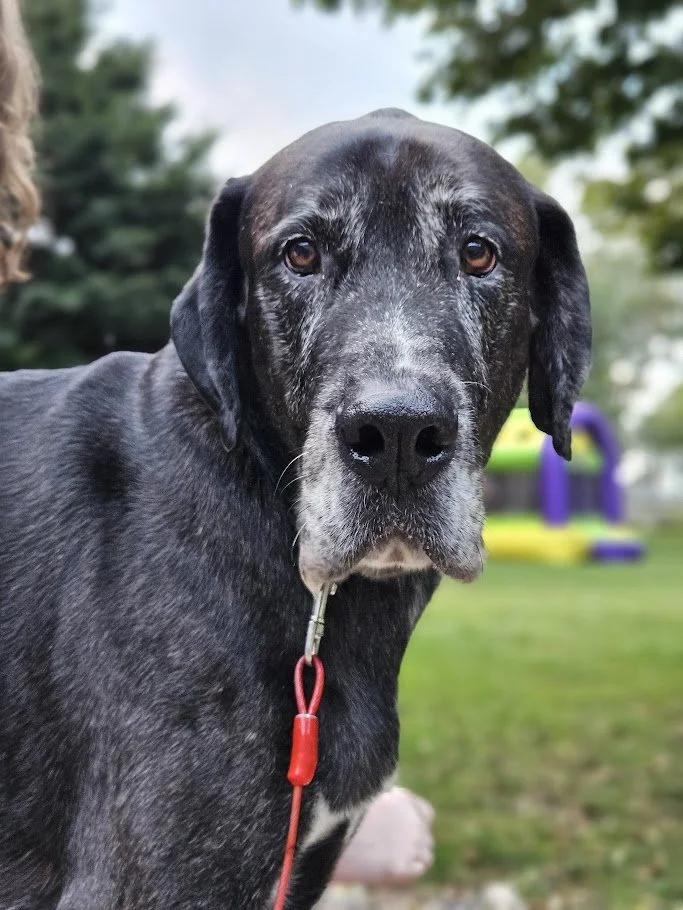 Einz, Adoptable, Senior Male Great Dane & Mastiff.