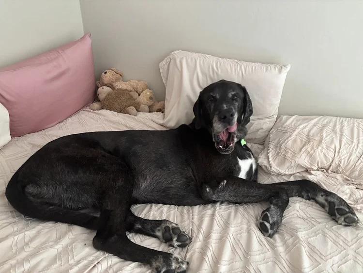 Einz, a Adoptable mixed breed in Winona, MN image 3/4