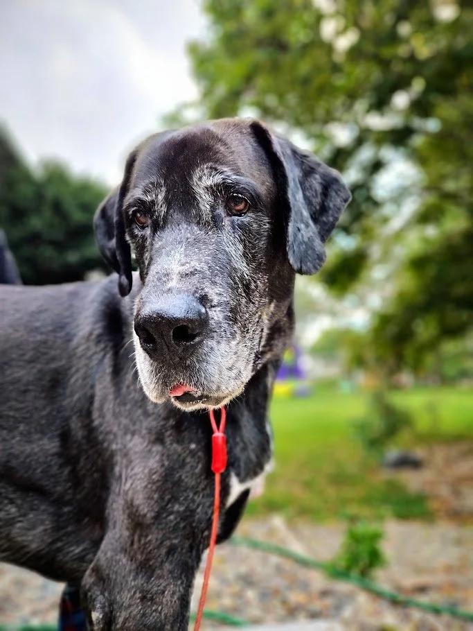 Einz, a Adoptable mixed breed in Winona, MN image 4/4
