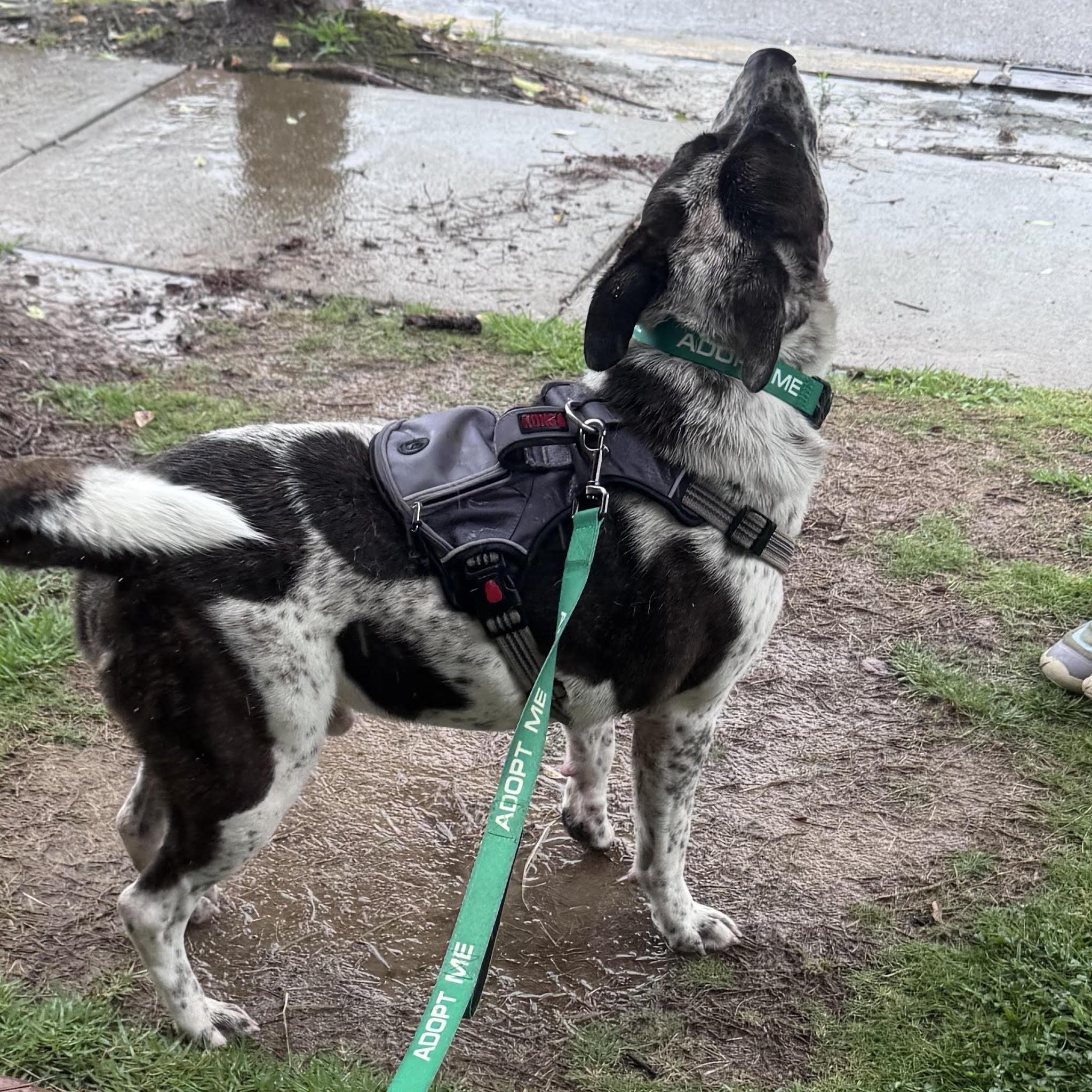 Enlarge Dasher, a ADOPTABLE mixed breed in Water Valley, MS image 5/6