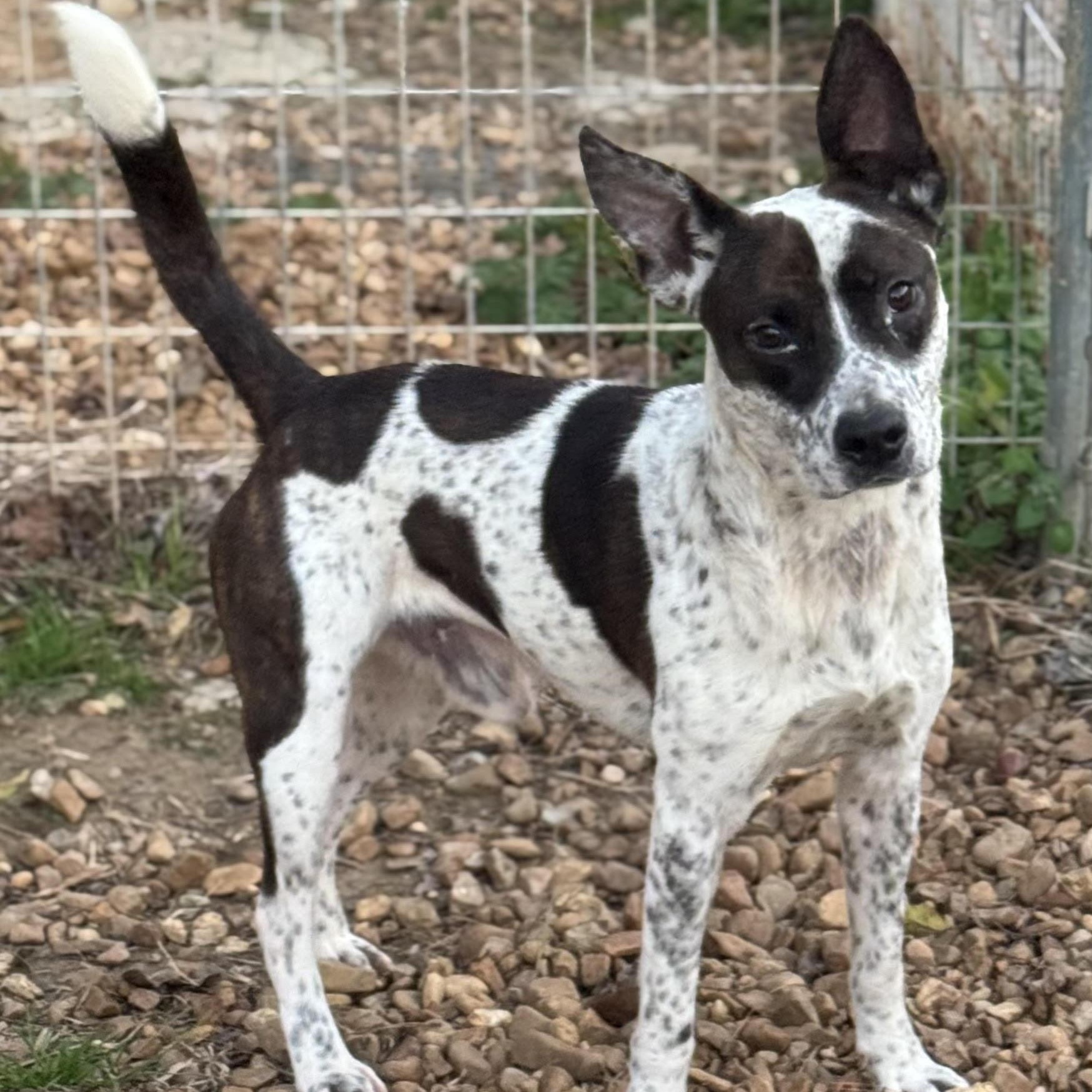 Enlarge Dasher, a ADOPTABLE mixed breed in Water Valley, MS image 1/3