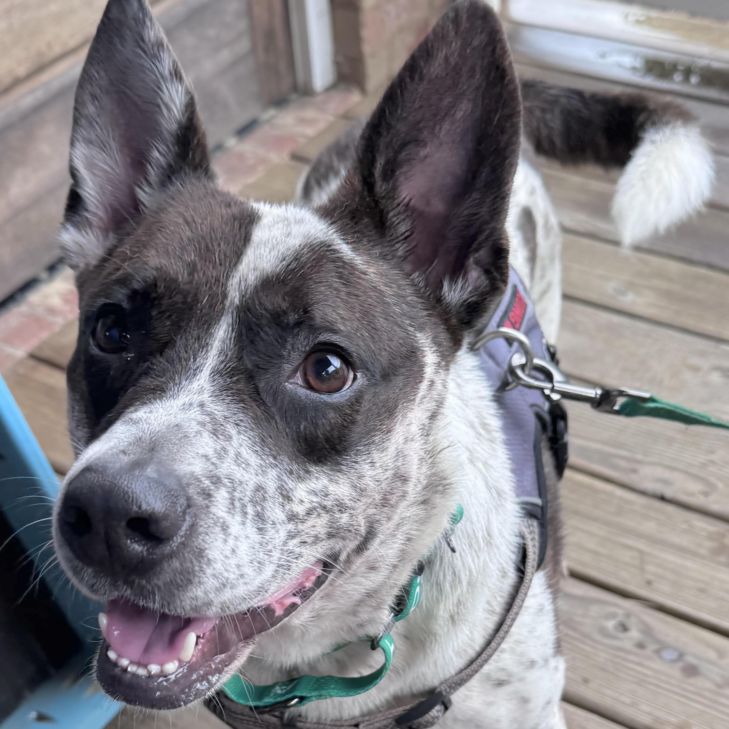 Enlarge Dasher, a ADOPTABLE mixed breed in Water Valley, MS image 4/6