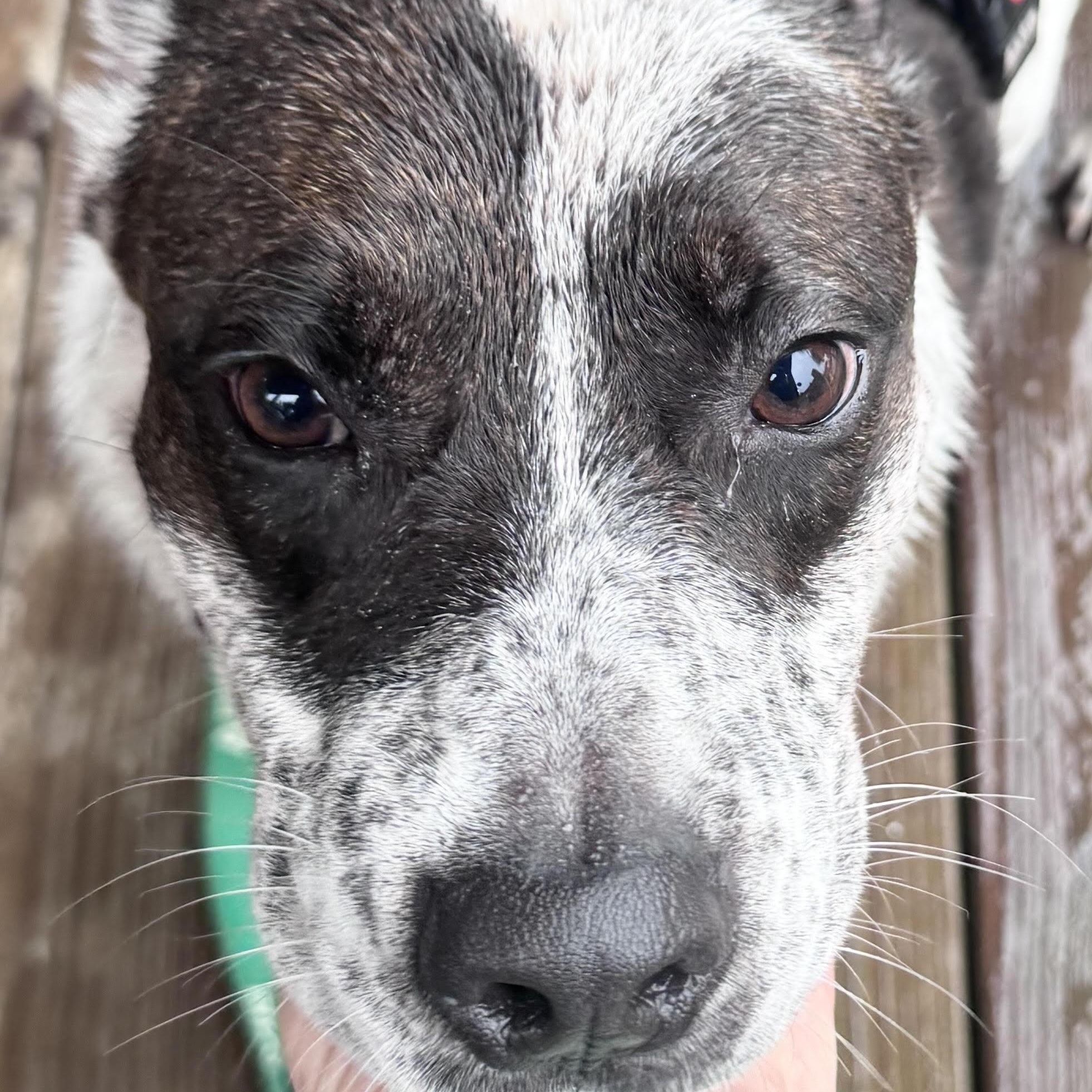 Enlarge Dasher, a ADOPTABLE mixed breed in Water Valley, MS image 3/6