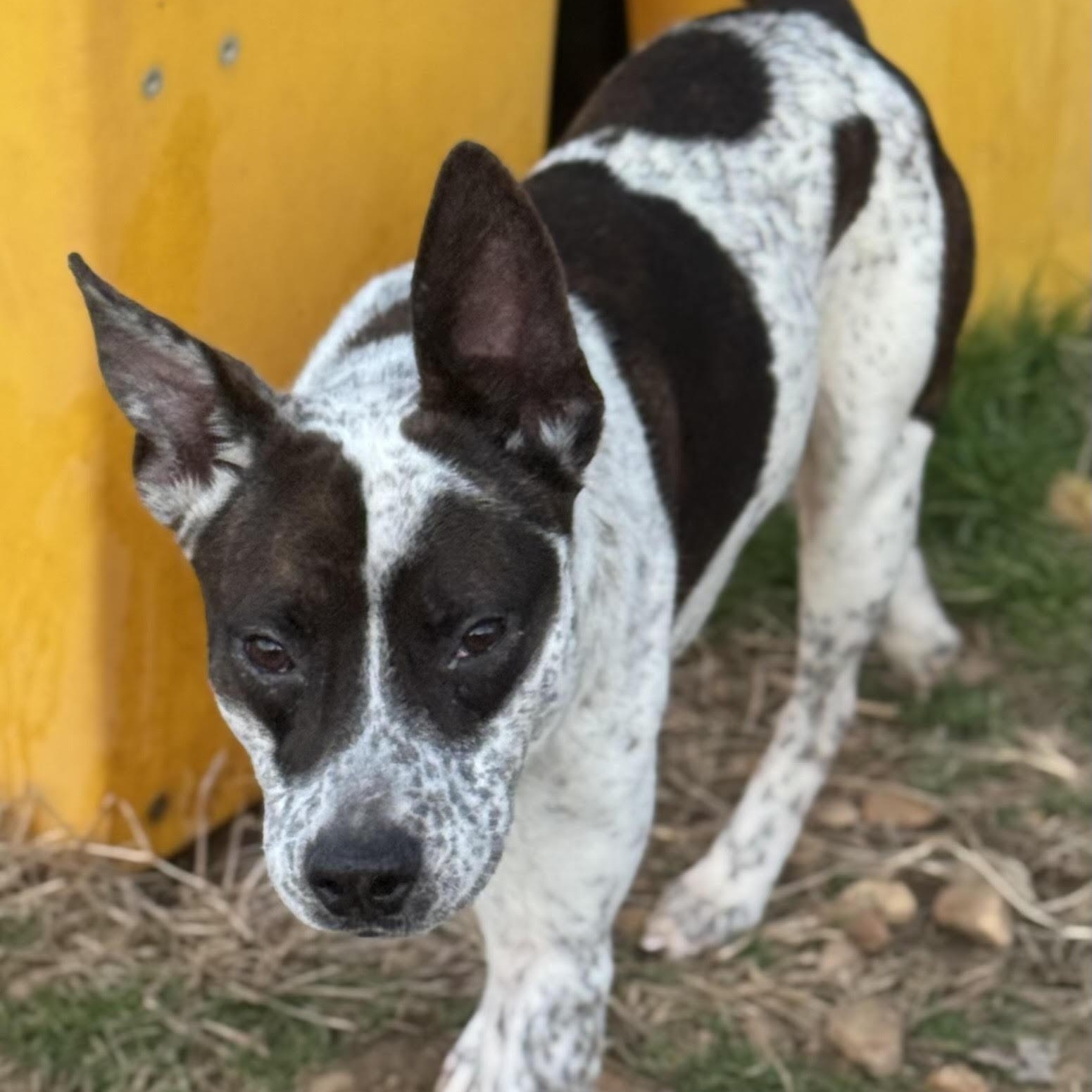 Enlarge Dasher, a ADOPTABLE mixed breed in Water Valley, MS image 2/3