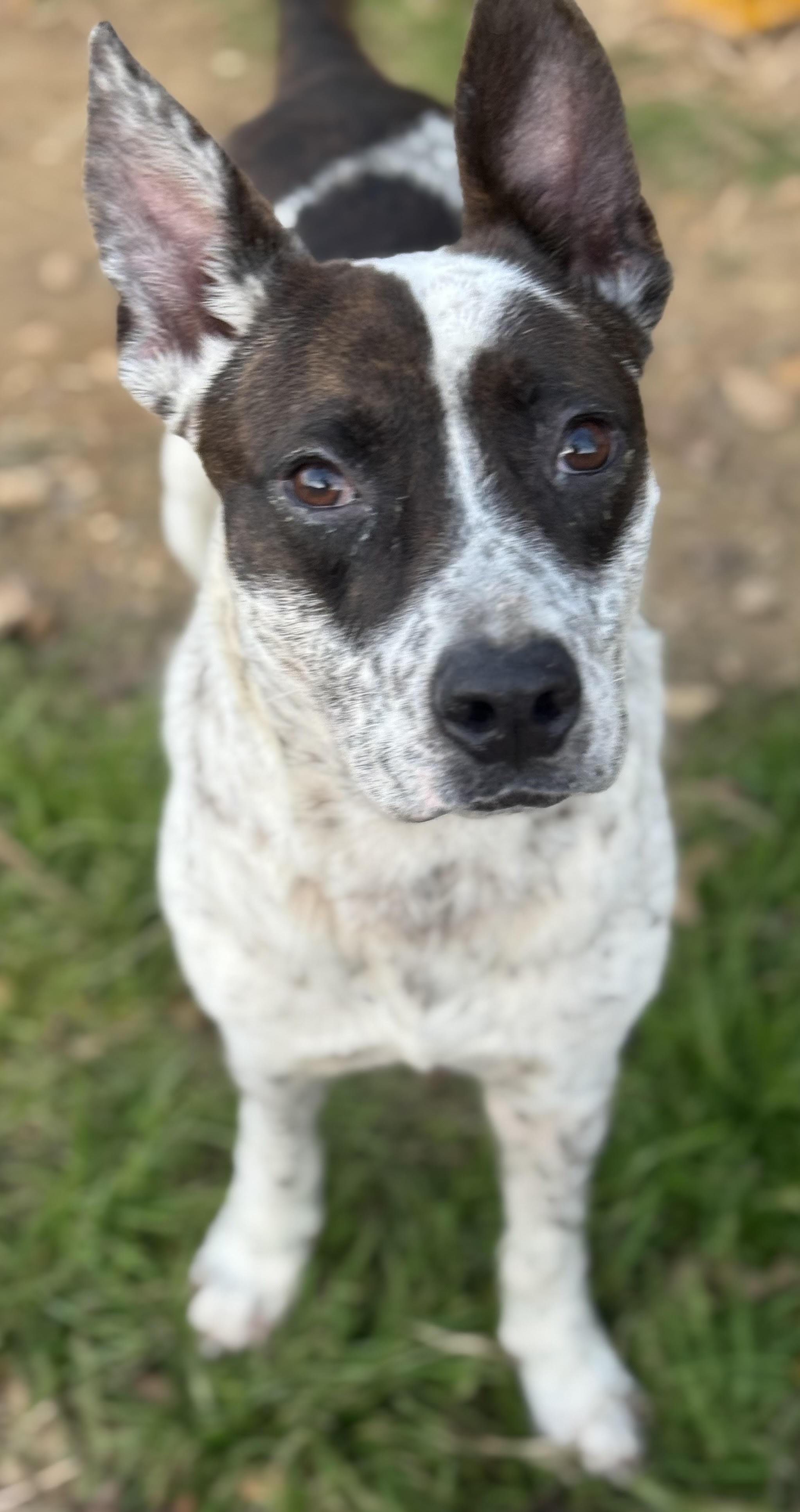 Enlarge Dasher, a ADOPTABLE mixed breed in Water Valley, MS image 3/3