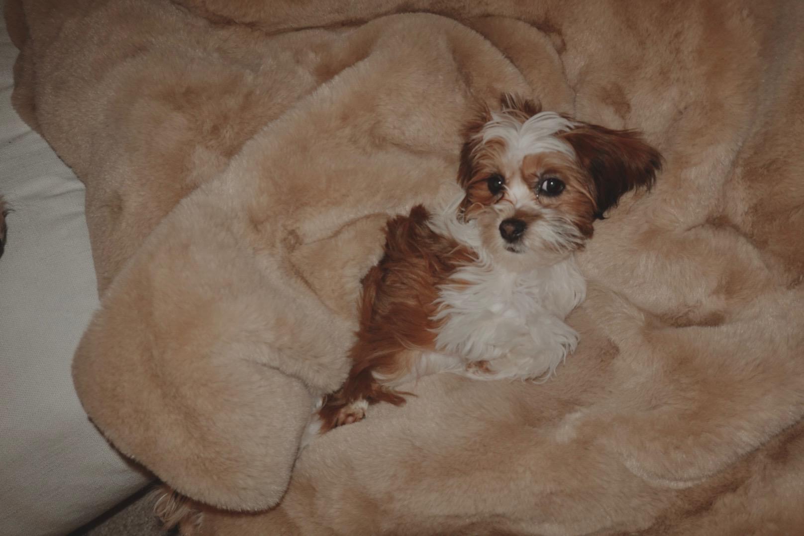 #243 Ginger, Adoptable, Puppy Female Havanese.