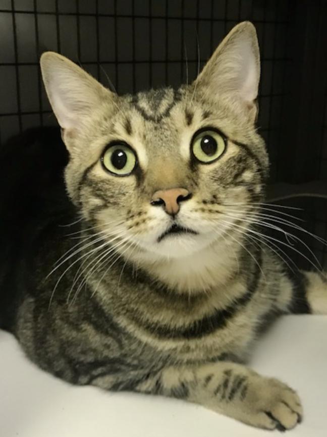 Piper, a ADOPTABLE Domestic Short Hair in Warminster, PA image 6/6