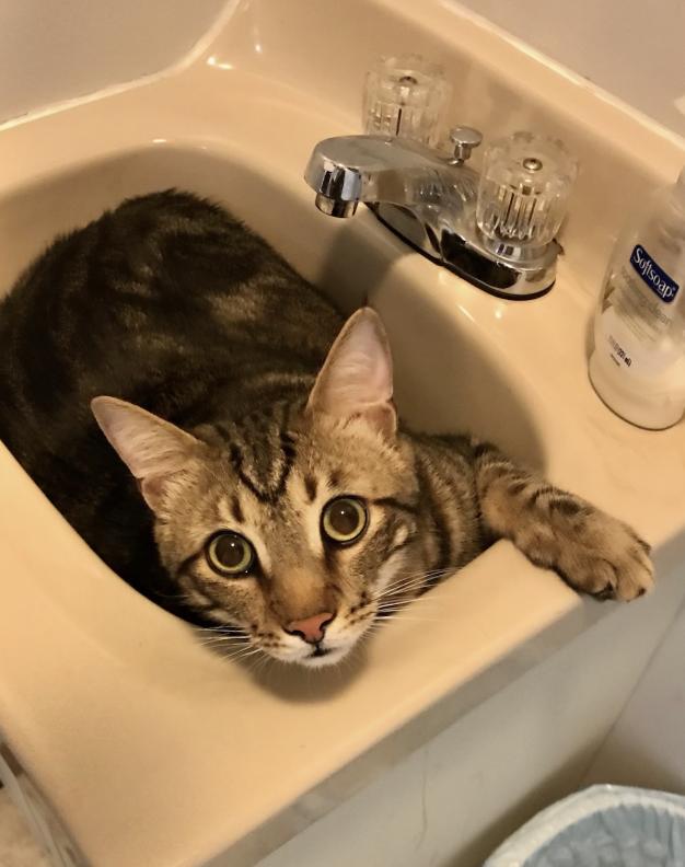 Piper, a ADOPTABLE Domestic Short Hair in Warminster, PA image 2/6