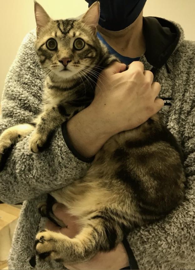 Piper, a ADOPTABLE Domestic Short Hair in Warminster, PA image 4/6