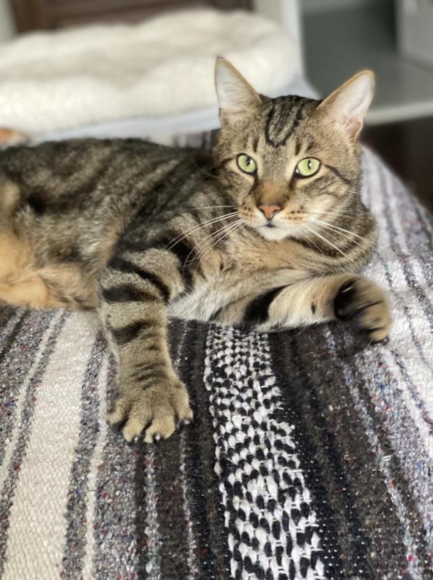 Piper, a ADOPTABLE Domestic Short Hair in Warminster, PA image 1/6