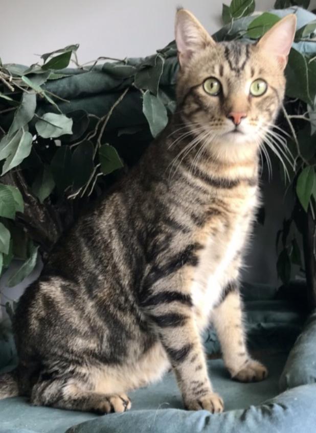 Piper, a ADOPTABLE Domestic Short Hair in Warminster, PA image 3/6