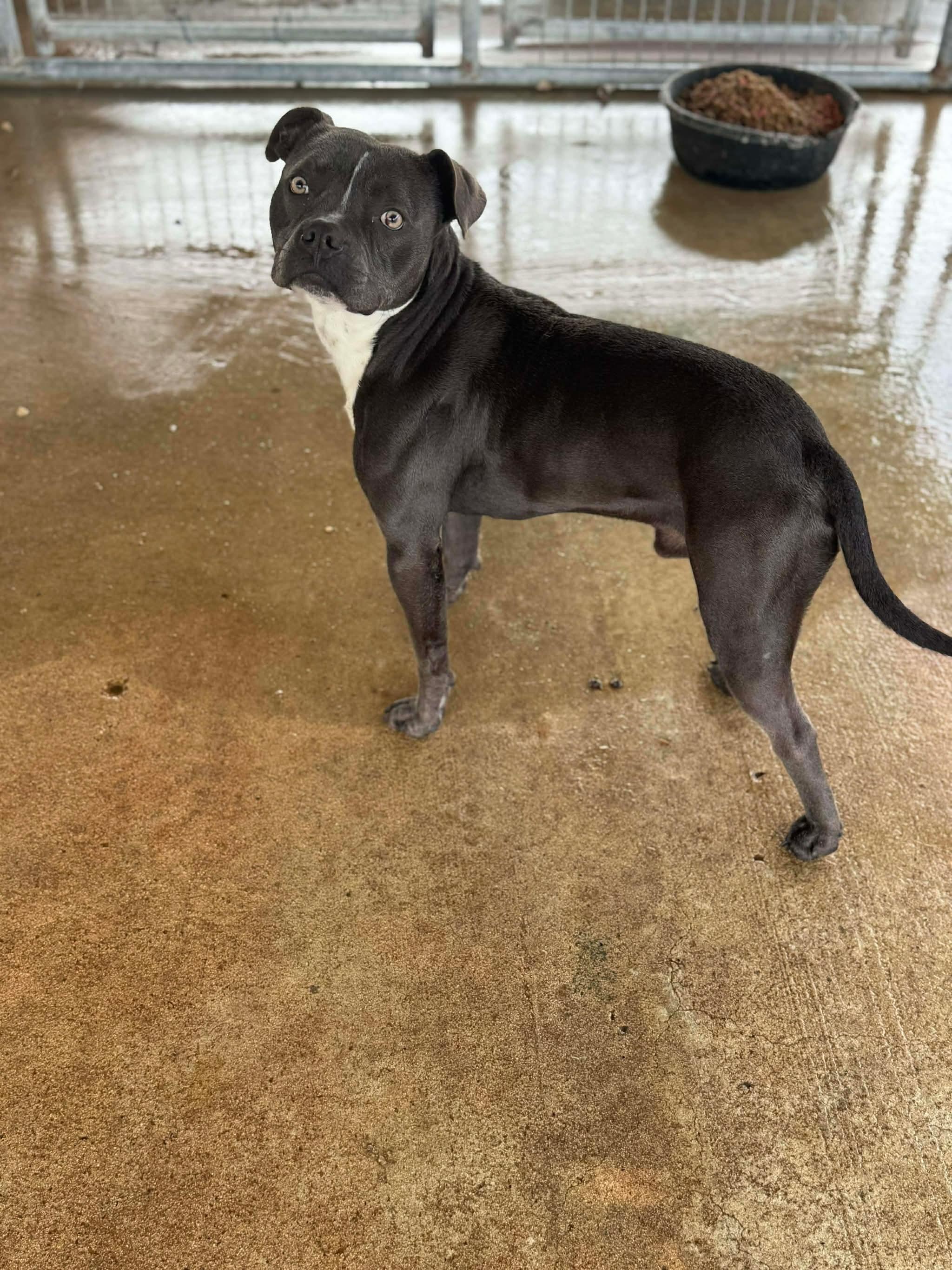 Enlarge Pepper, an adopted mixed breed in Brownsville, TN image 1/2