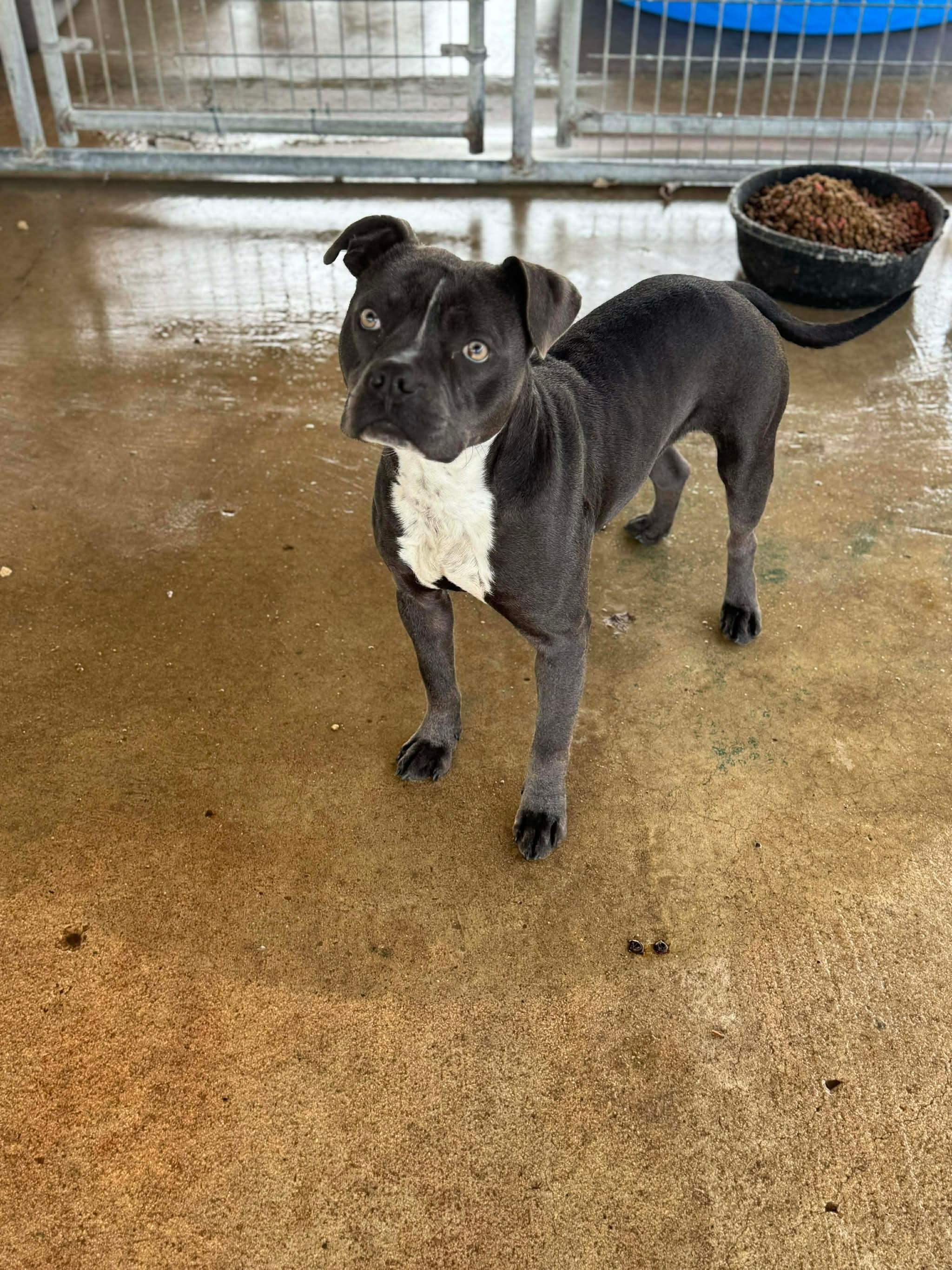 Enlarge Pepper, an adopted mixed breed in Brownsville, TN image 2/2