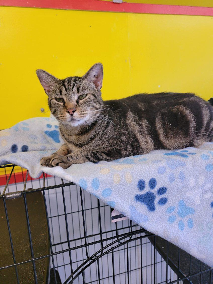 Enlarge TITANIUM, a Adoptable Tabby in Owensboro, KY image 1/6