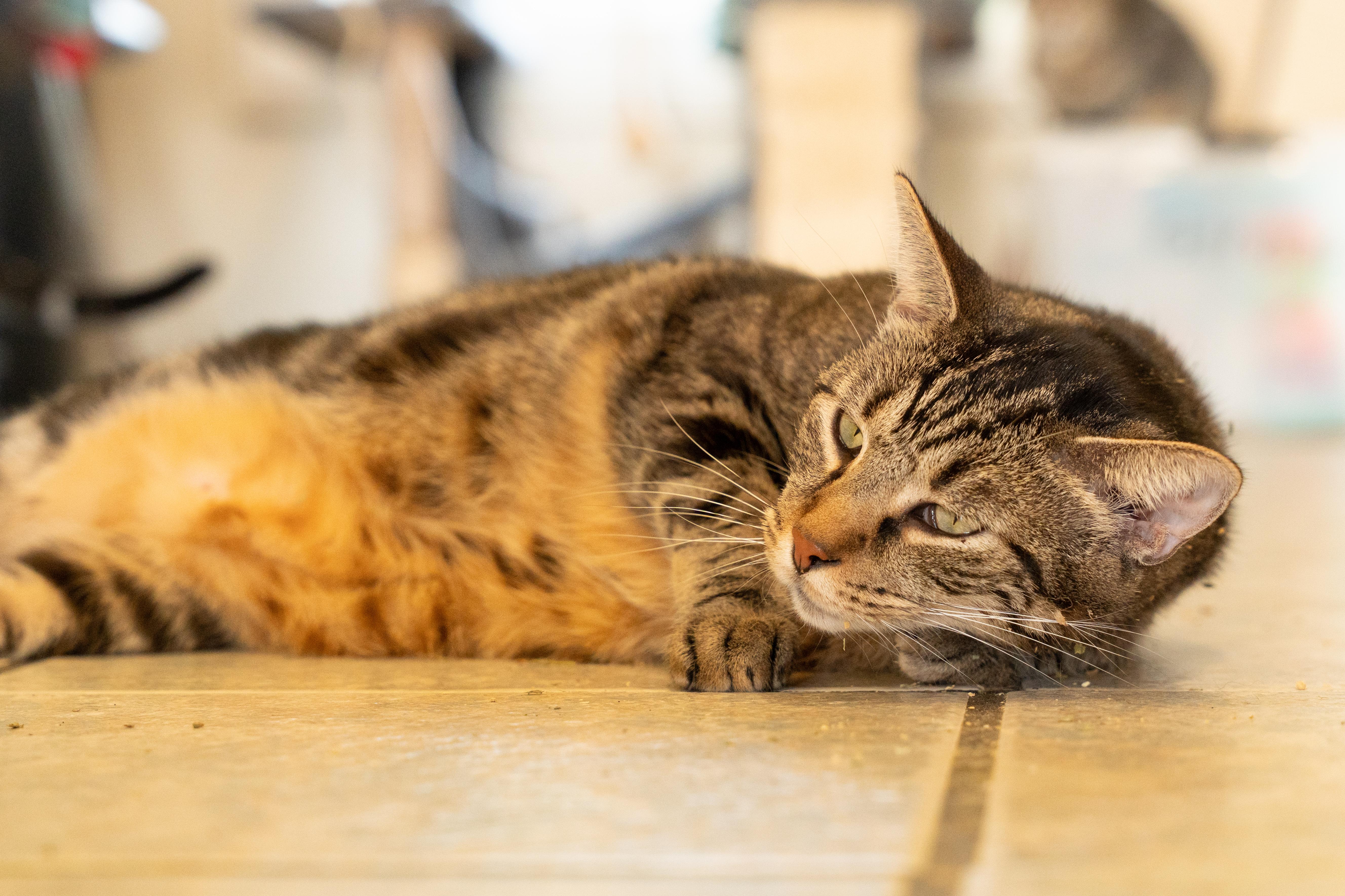 Enlarge TITANIUM, a Adoptable Tabby in Owensboro, KY image 3/5