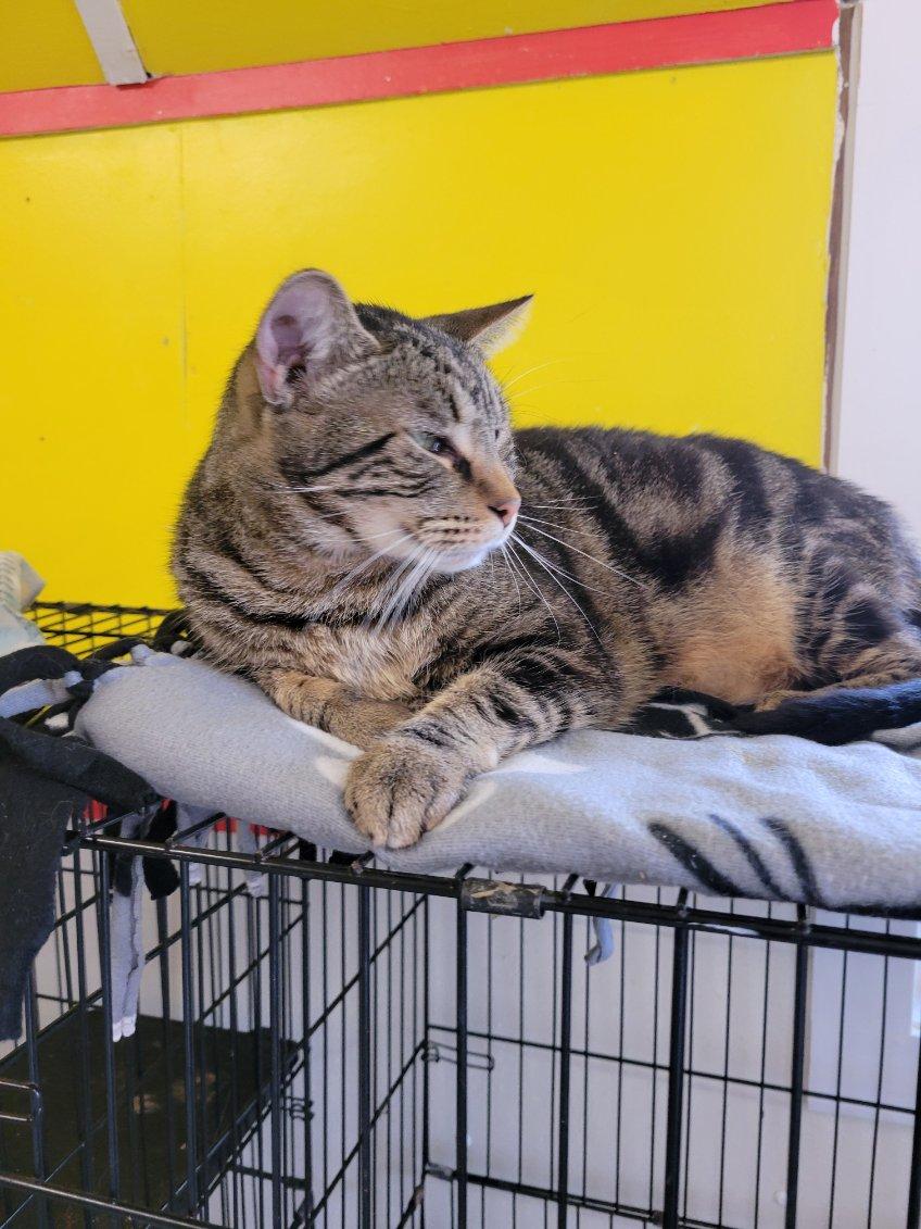 Enlarge TITANIUM, a Adoptable Tabby in Owensboro, KY image 6/6