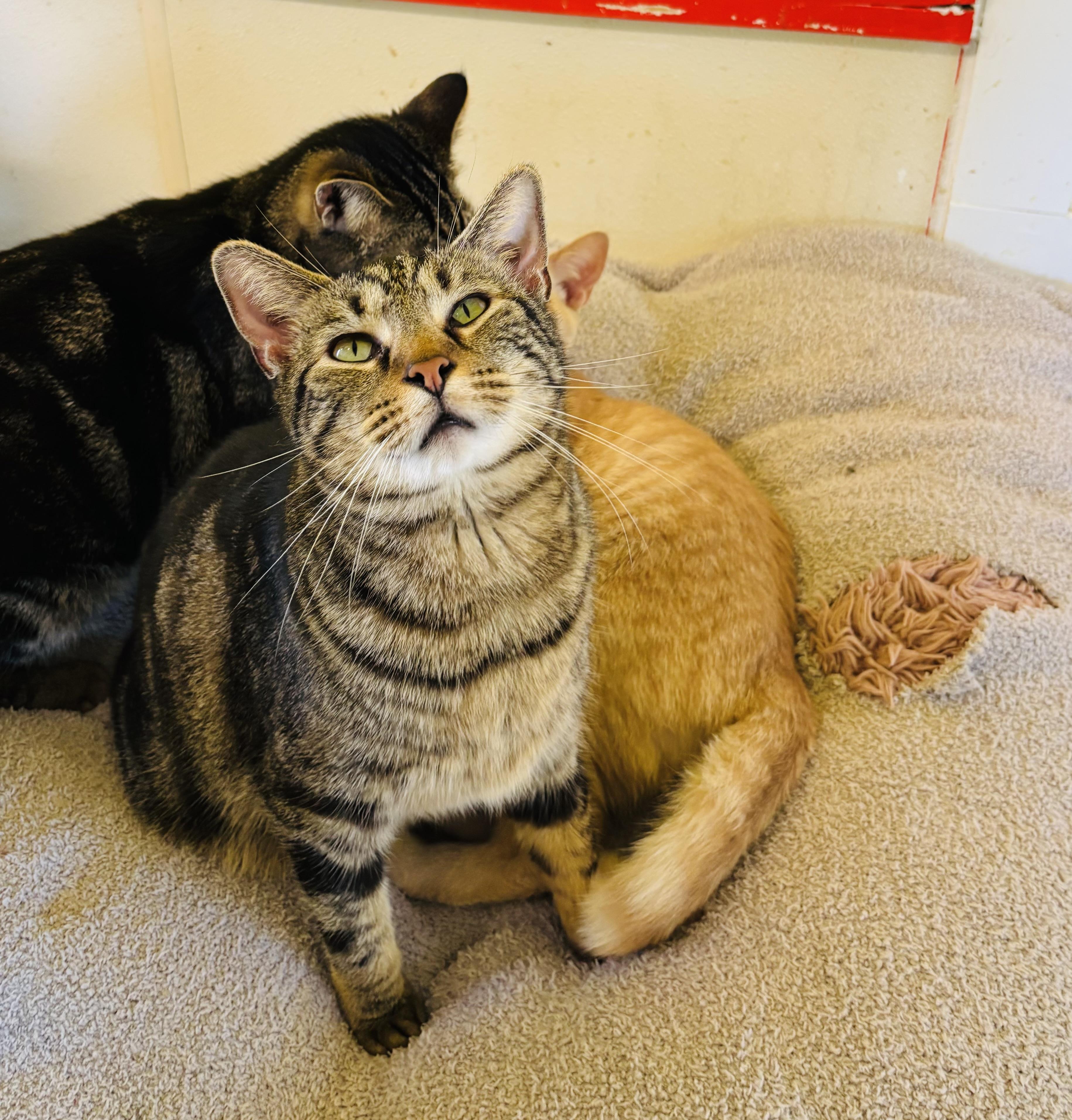 Enlarge TITANIUM, a Adoptable Tabby in Owensboro, KY image 2/5