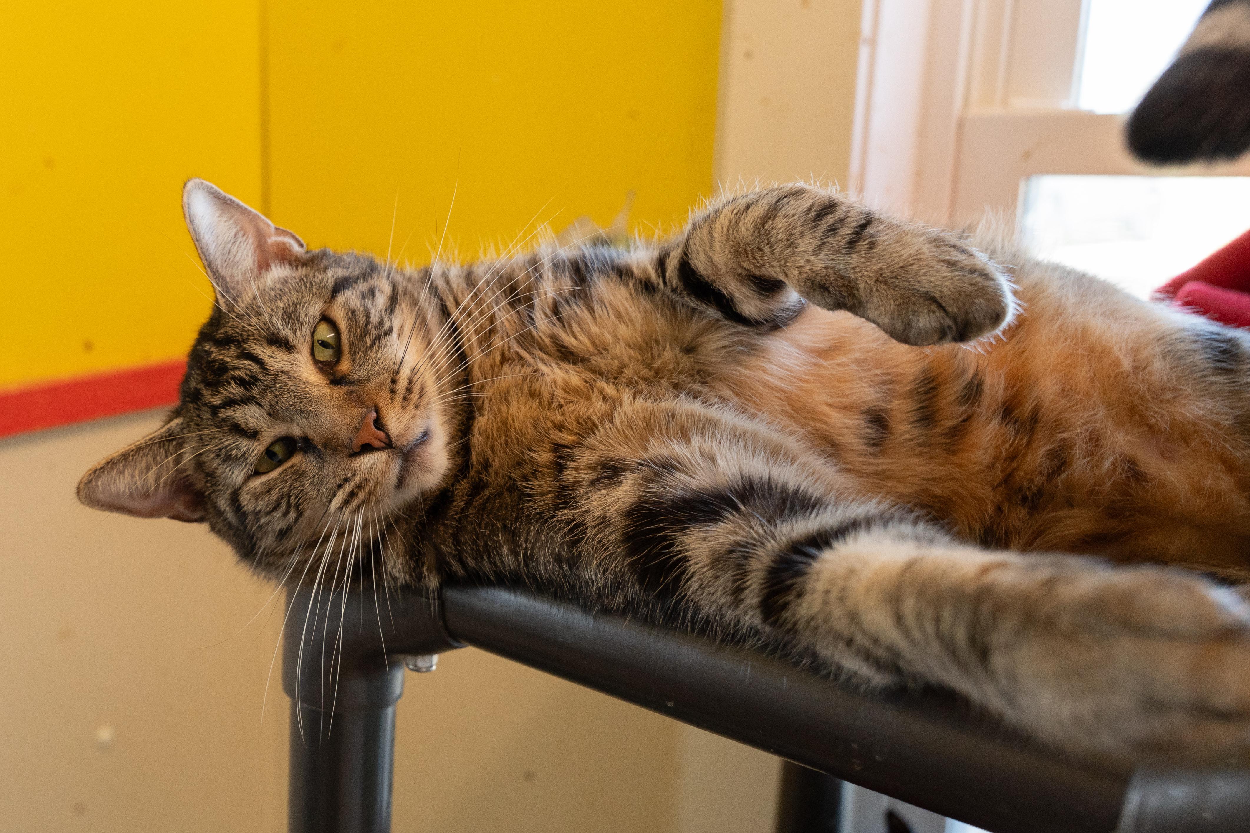 Enlarge TITANIUM, a Adoptable Tabby in Owensboro, KY image 5/5