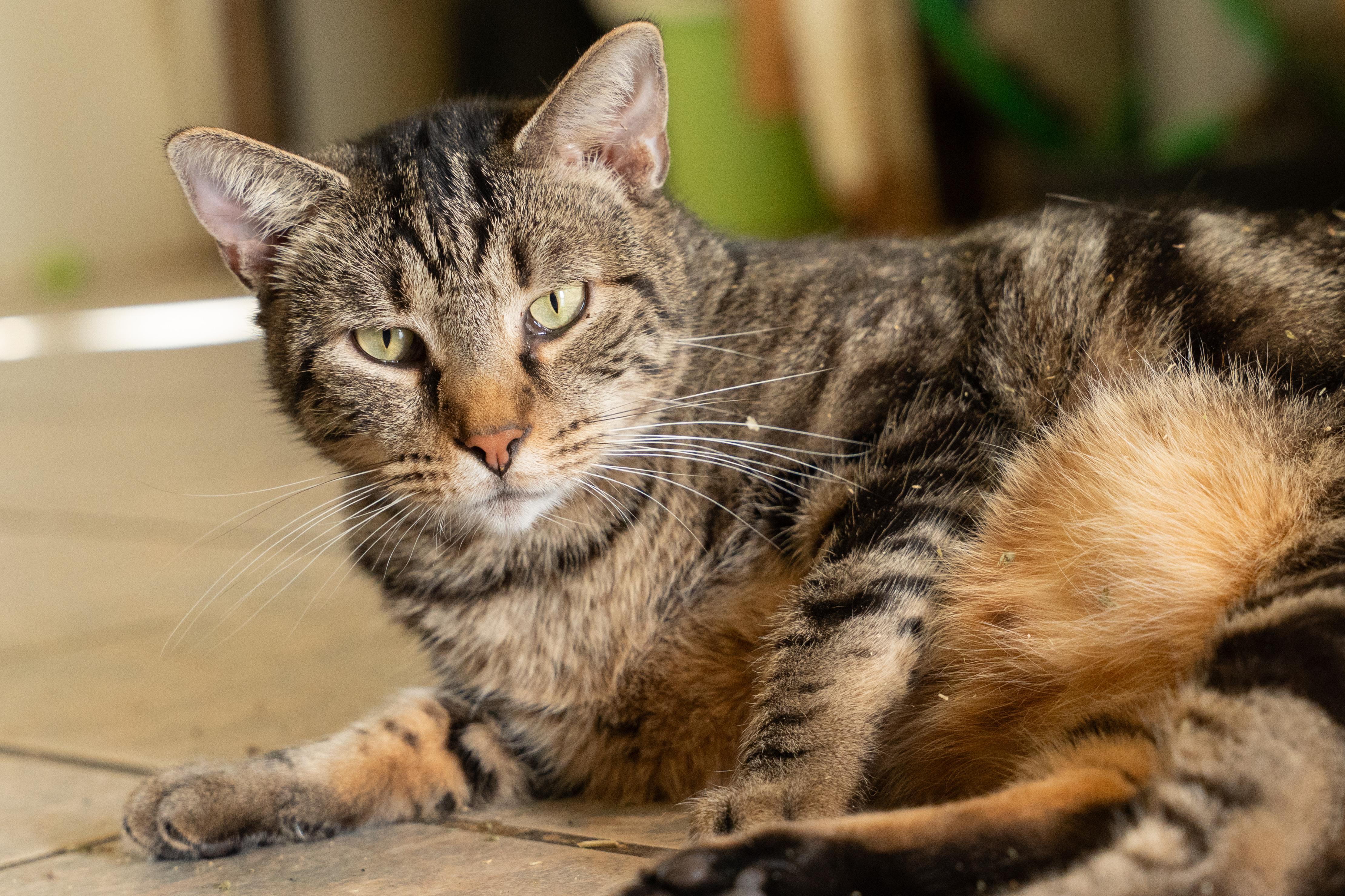 TITANIUM, Adoptable, Adult Male Tabby.