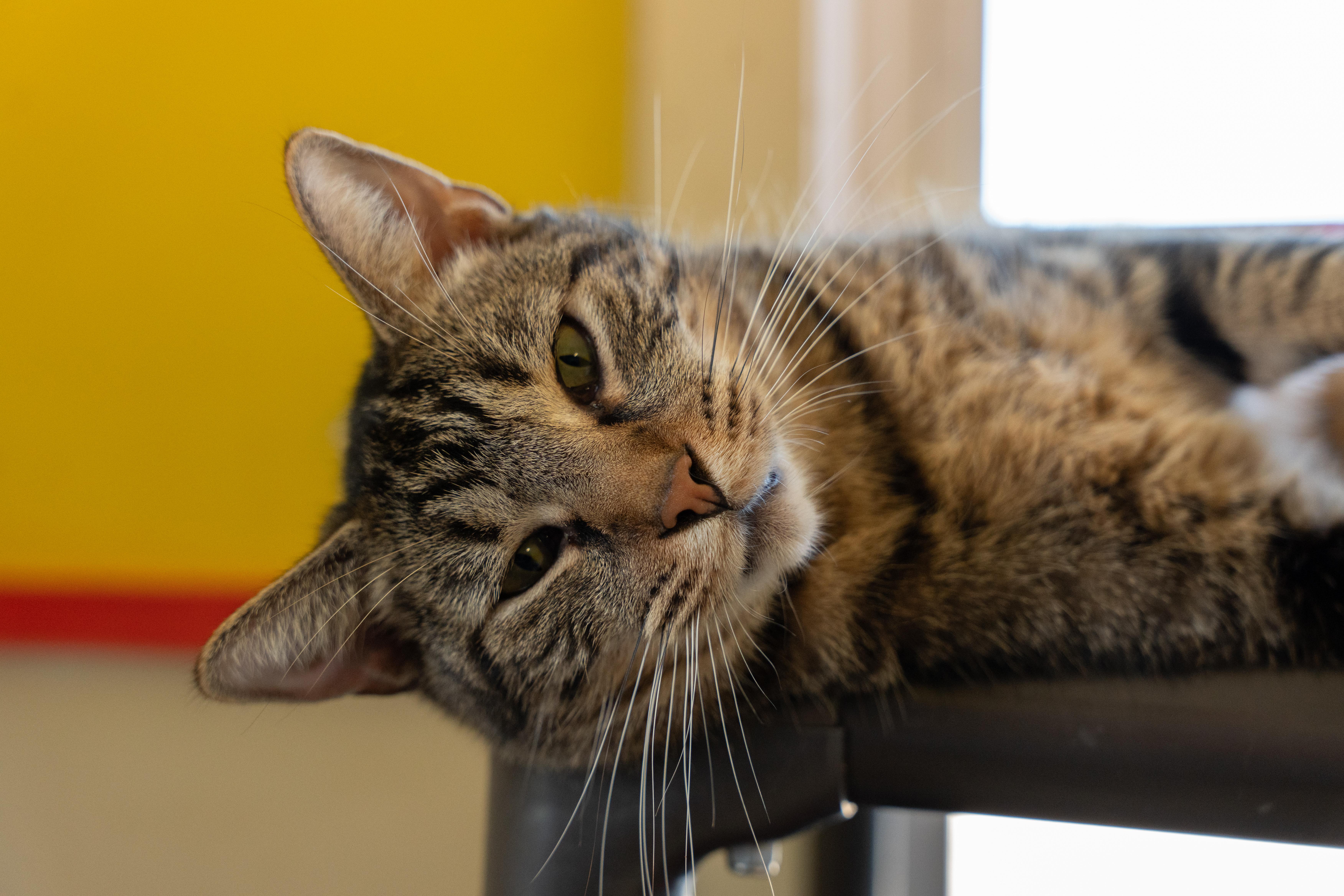 Enlarge TITANIUM, a Adoptable Tabby in Owensboro, KY image 4/5