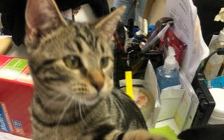 TITANIUM, Adoptable, Young Male Tabby.