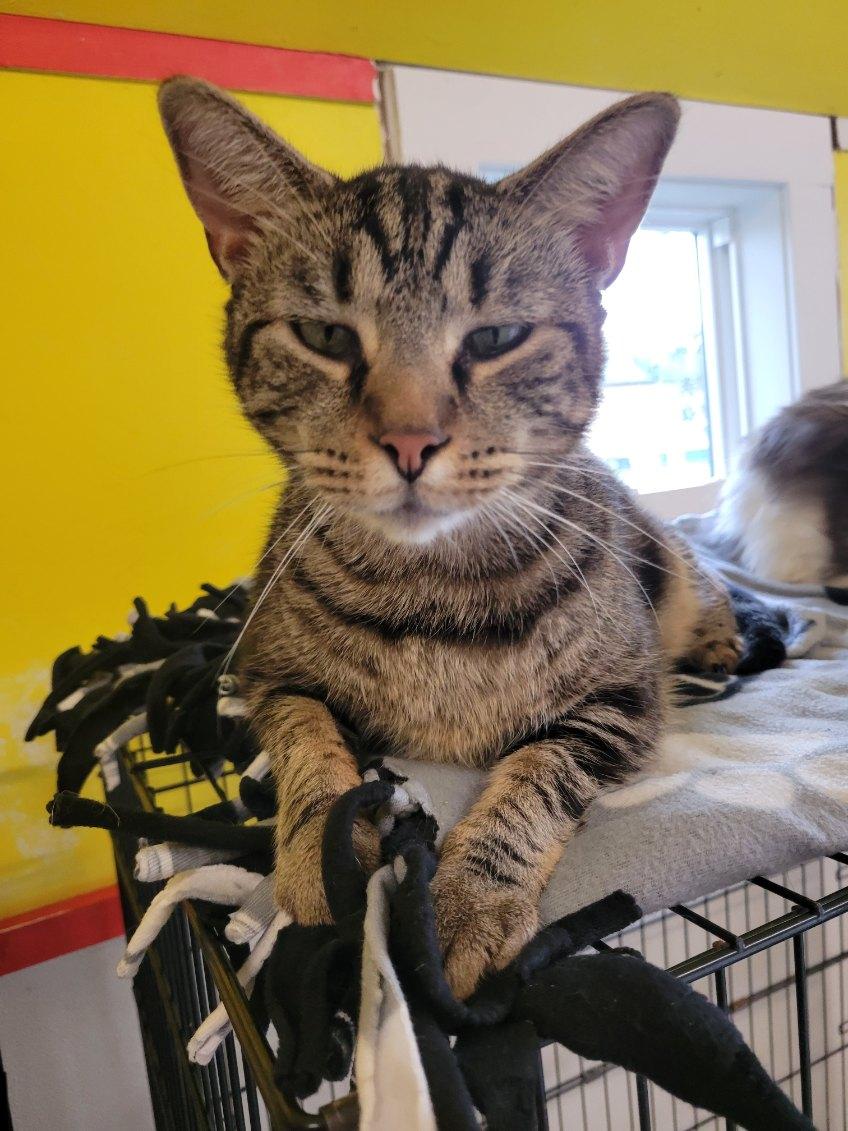 Enlarge TITANIUM, a Adoptable Tabby in Owensboro, KY image 4/6