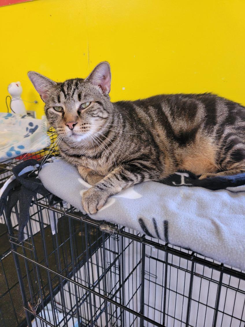 Enlarge TITANIUM, a Adoptable Tabby in Owensboro, KY image 5/6