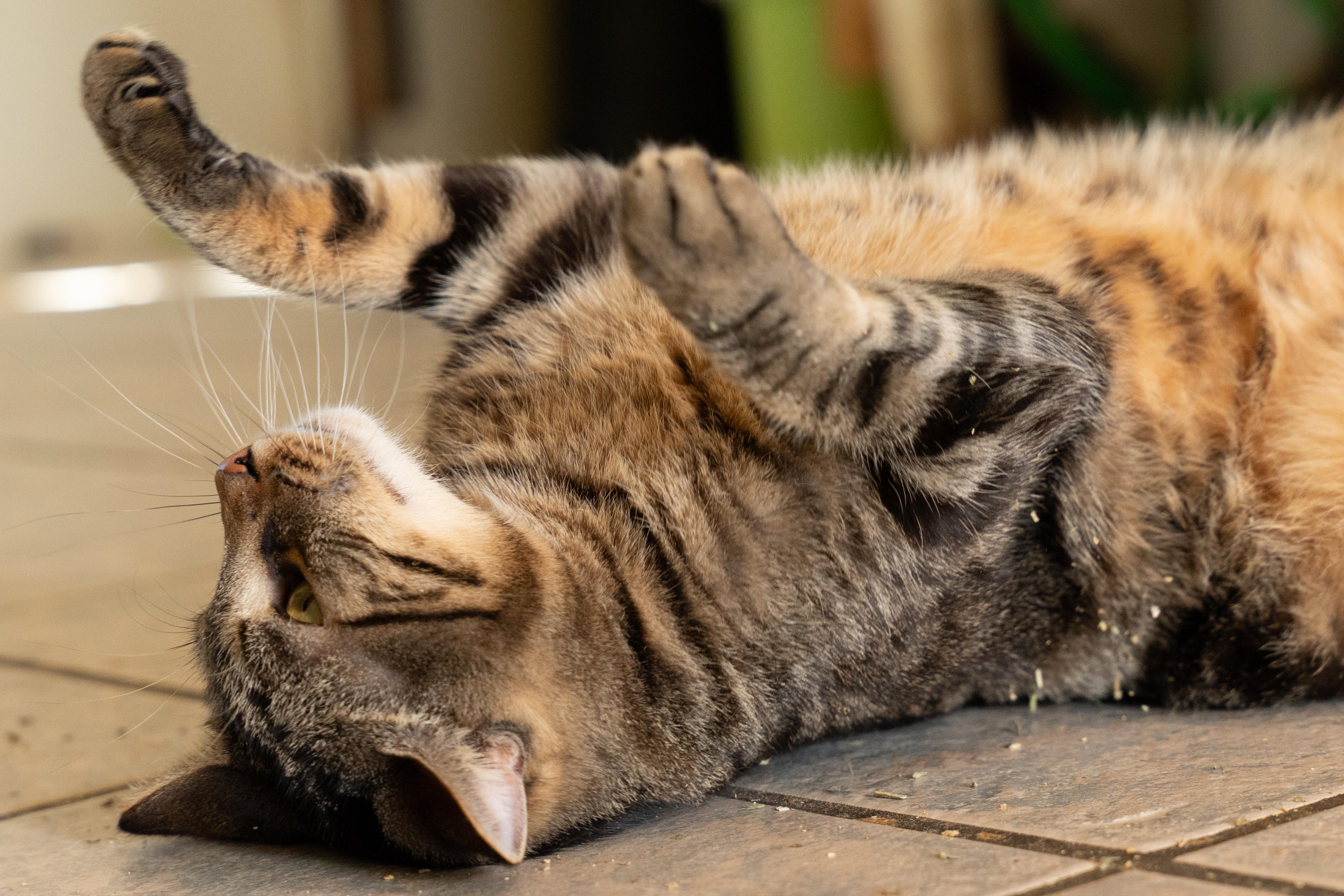 Enlarge TITANIUM, a Adoptable Tabby in Owensboro, KY image 2/5