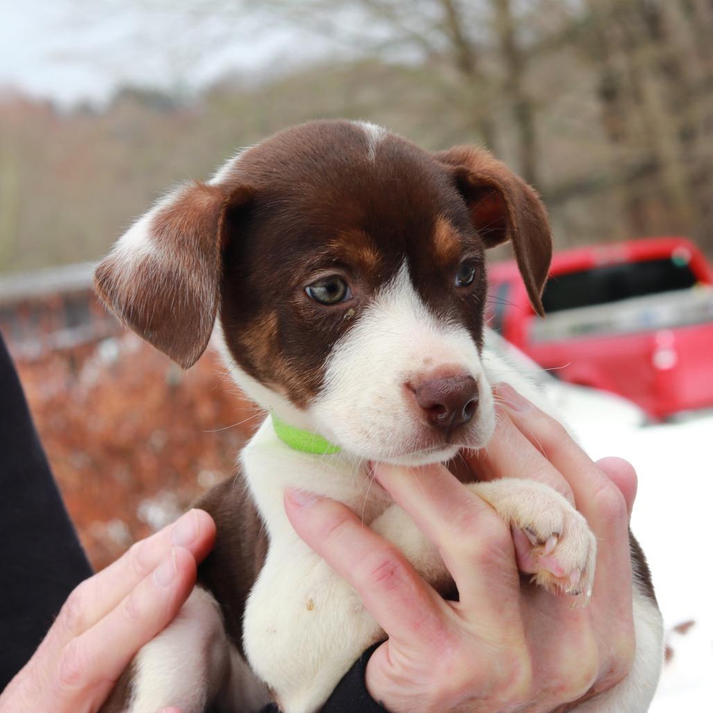 CT Maisy, Adoptable, Puppy Female Cattle Dog.