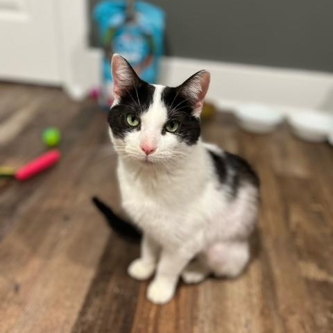 Oreo