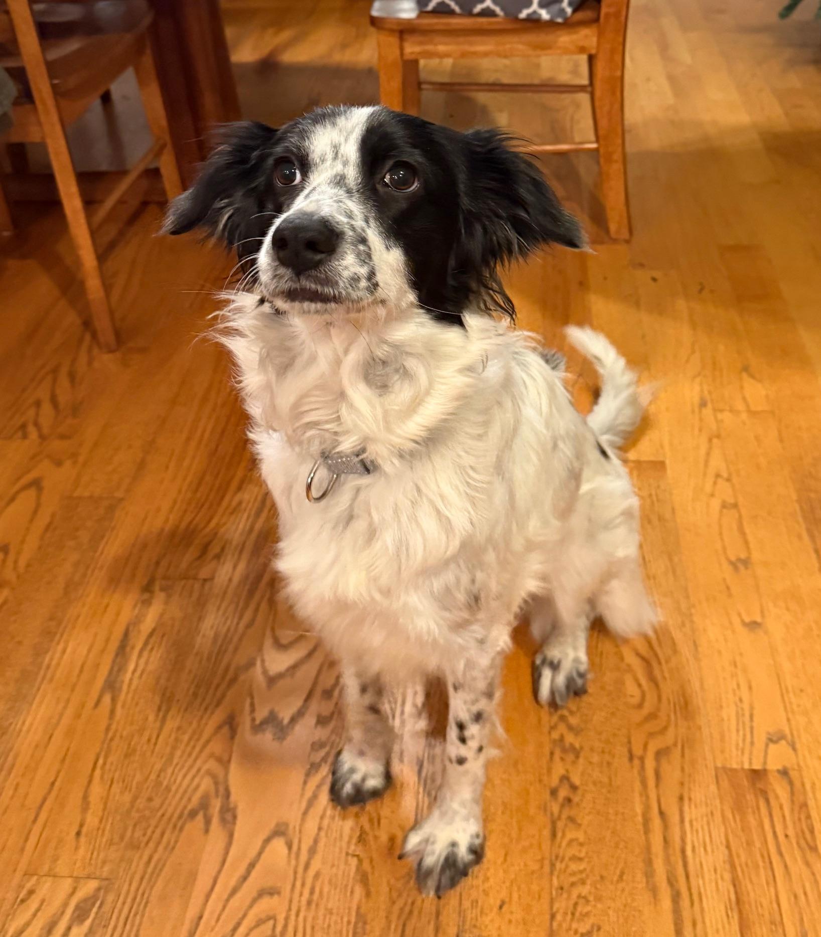 Enlarge Gwendolyn, an adopted mixed breed in Marion, MA image 3/4