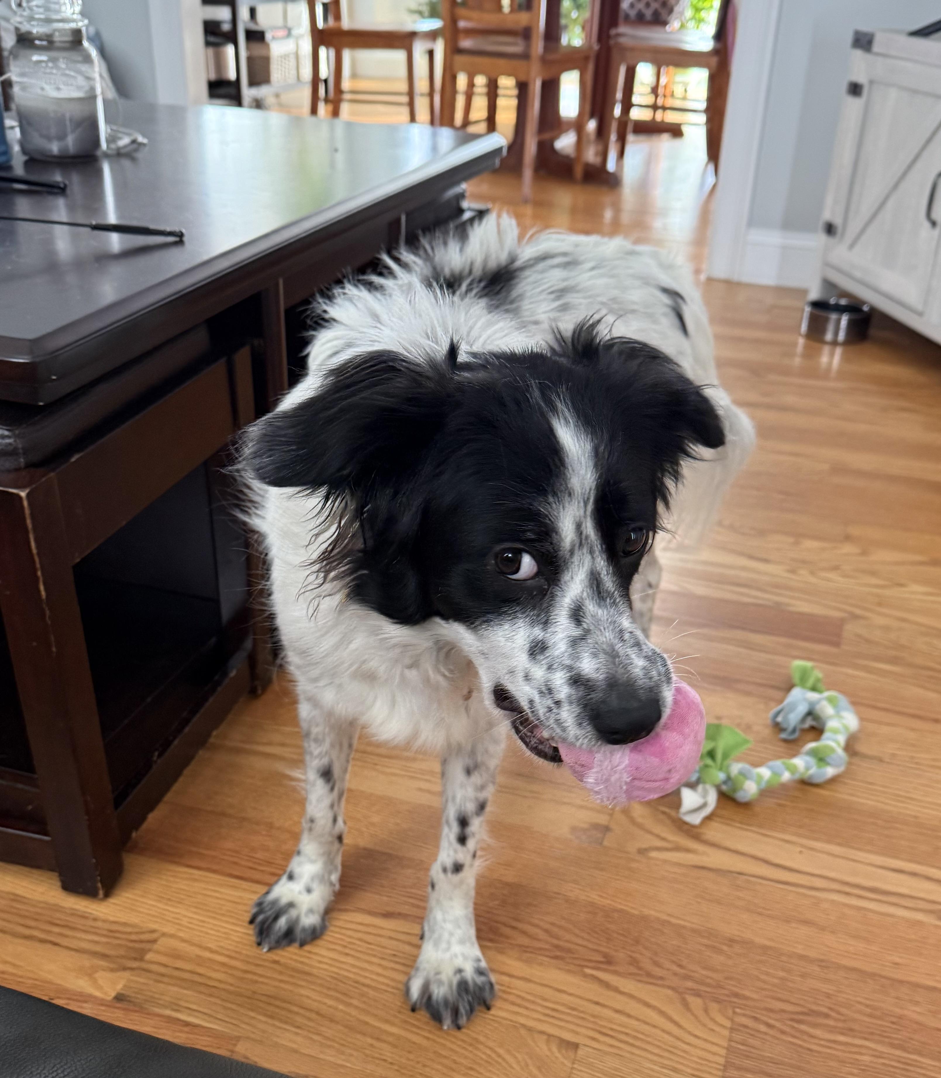 Enlarge Gwendolyn, an adopted mixed breed in Marion, MA image 2/4