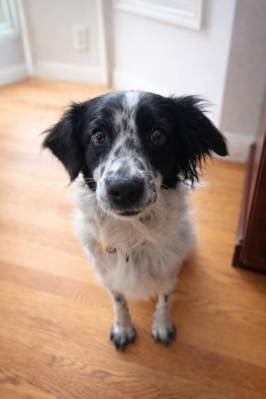 Enlarge Gwendolyn, an adopted mixed breed in Marion, MA image 1/4