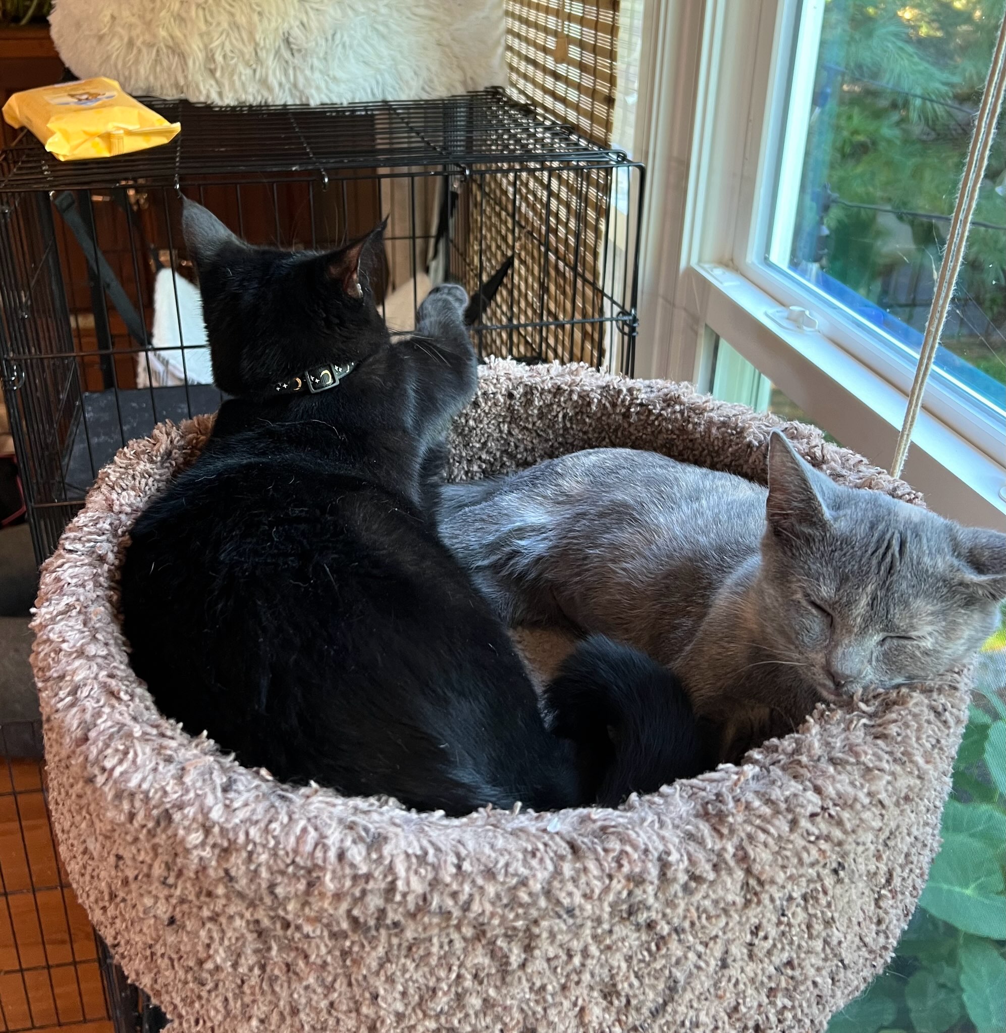 Cat for adoption Rooney, a Domestic Short Hair Mix in Murfreesboro