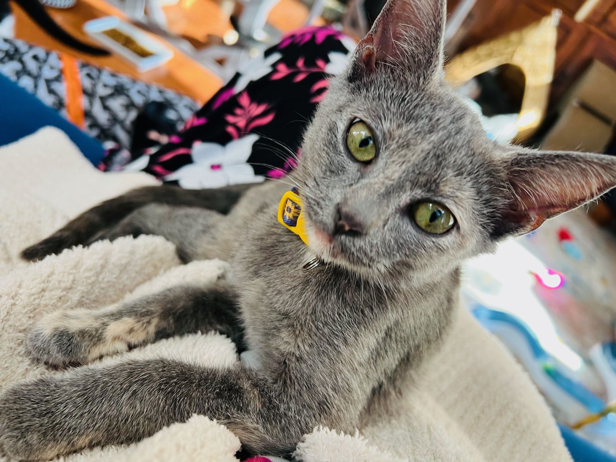 Cat for adoption Rooney, a Domestic Short Hair Mix in Murfreesboro