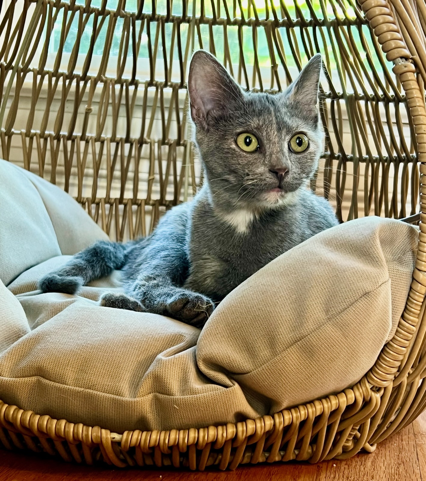 Cat for adoption Rooney, a Domestic Short Hair Mix in Murfreesboro