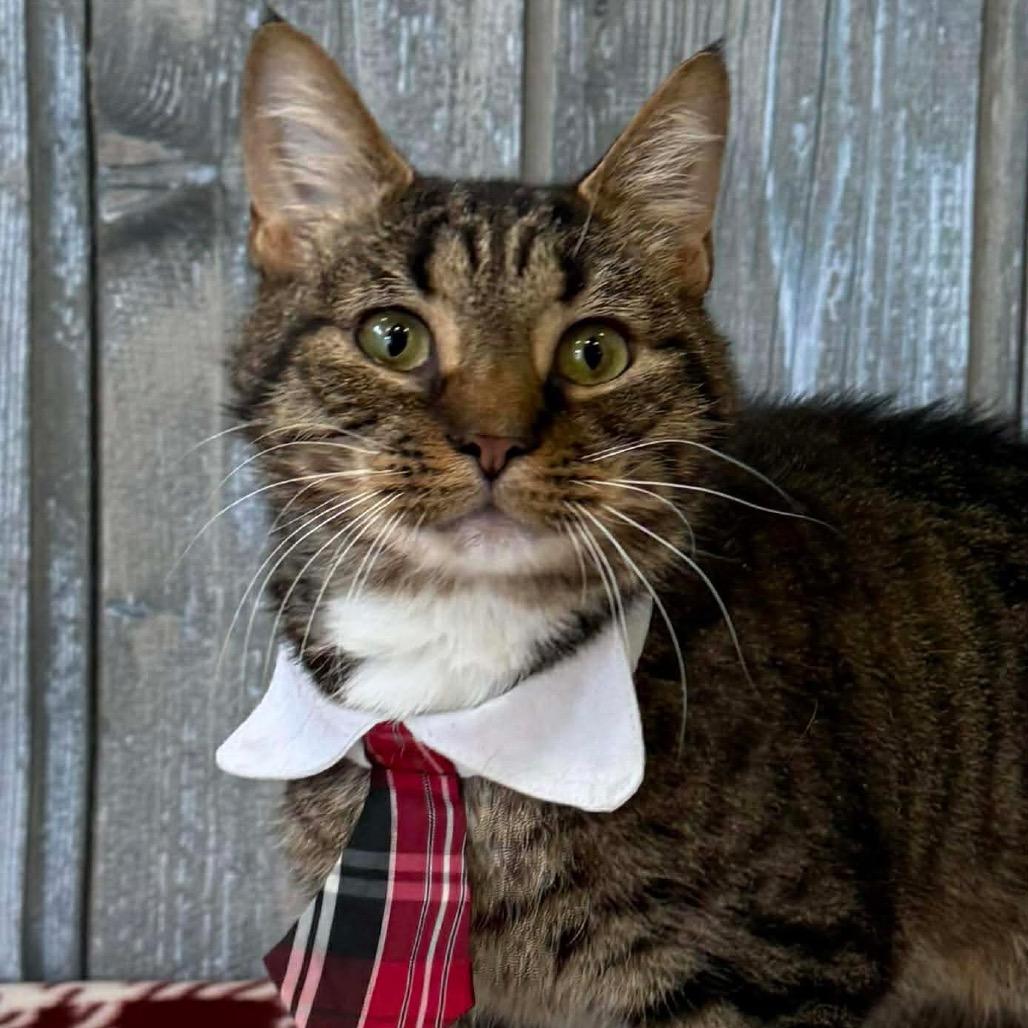 Enlarge Hot Toddy, a Adoptable Domestic Short Hair in Parkersburg, WV image 2/6