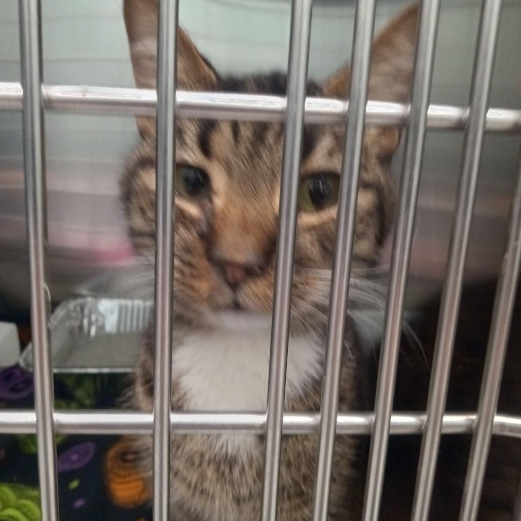 Enlarge Hot Toddy, a Adoptable Domestic Short Hair in Parkersburg, WV image 3/6